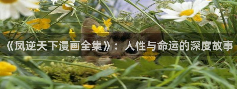 51漫画动漫免费观看